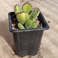 Cotyledon Tomentosa Lemon  (Garrita de oso) - Miniatura 4