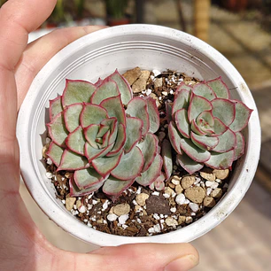 Echeveria Esther