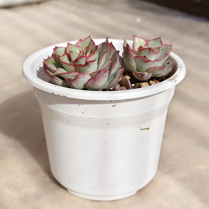 Echeveria Esther 3
