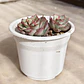 Echeveria Esther - Miniatura 3
