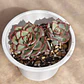 Echeveria Esther - Miniatura 4