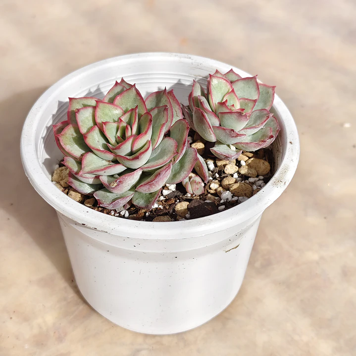 Echeveria Esther 1