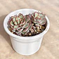 Echeveria Esther - Miniatura 1
