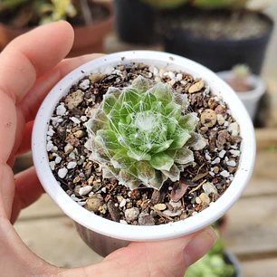 Sempervivum Arachnoideum