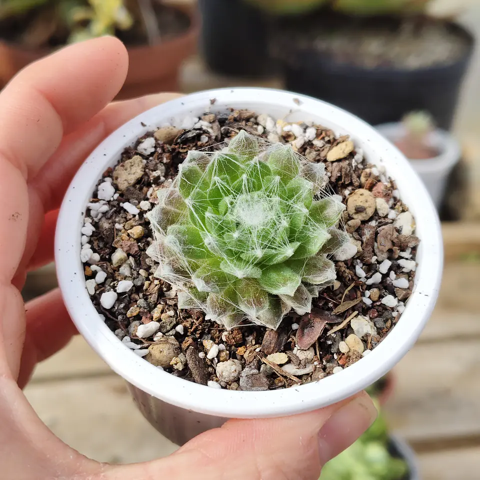 Sempervivum Arachnoideum 2