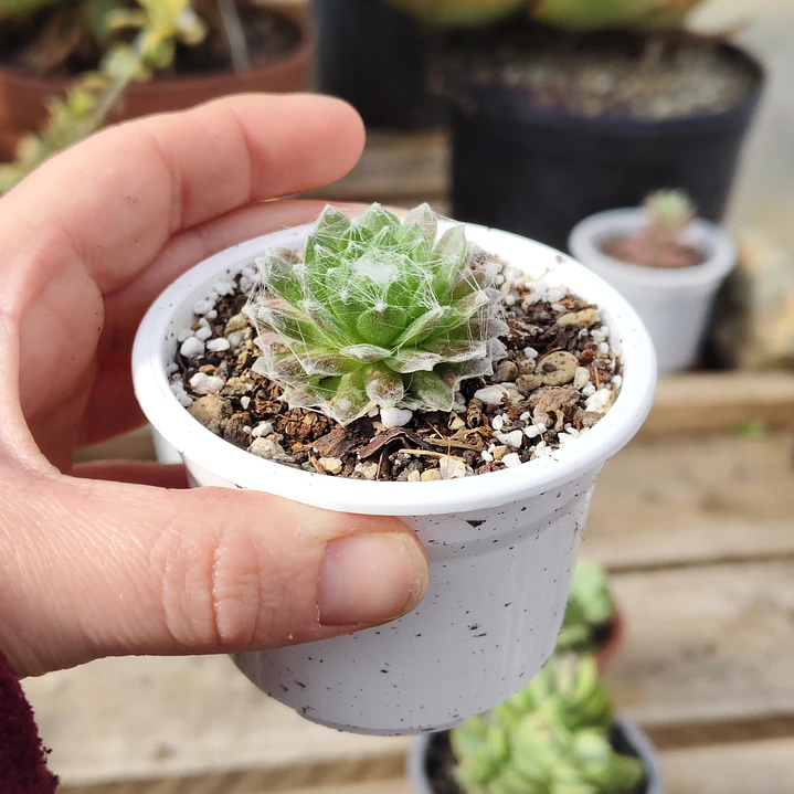 Sempervivum Arachnoideum 3