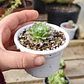 Sempervivum Arachnoideum - Miniatura 3