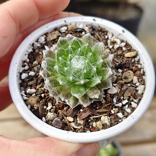 Sempervivum Arachnoideum