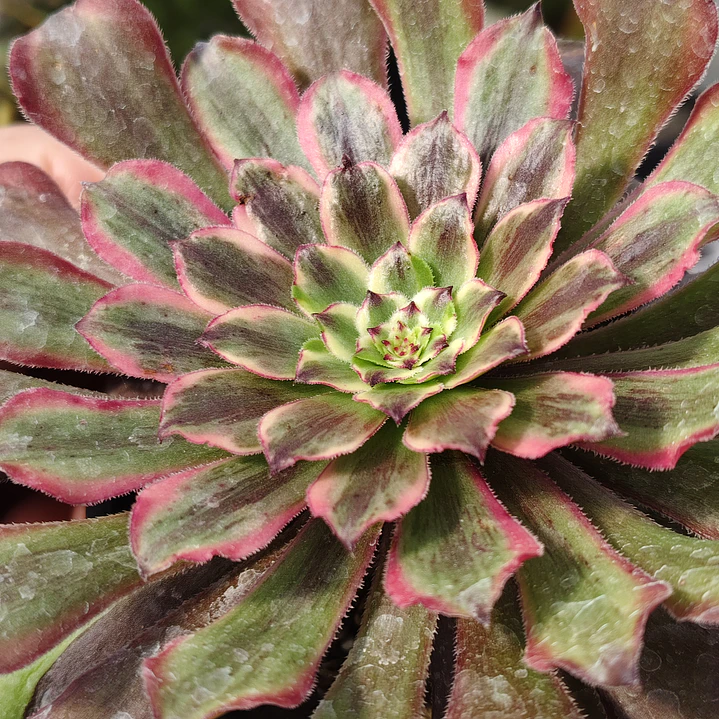 Aeonium Pink Daisy 3