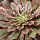 Aeonium Pink Daisy - Miniatura 3
