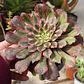 Aeonium Pink Daisy - Miniatura 1