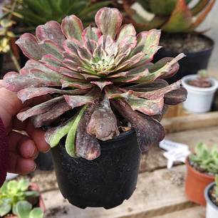 Aeonium Pink Daisy