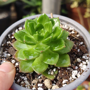 Sedeveria Letizia