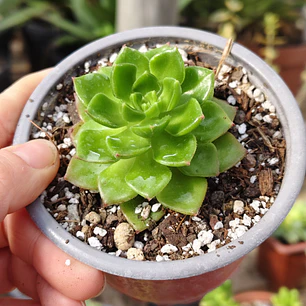 Sedeveria Letizia