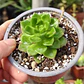 Sedeveria Letizia - Miniatura 1