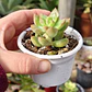 Sedum Adolphii Golden Glow - Miniatura 3