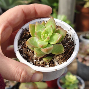 Sedum Adolphii Golden Glow