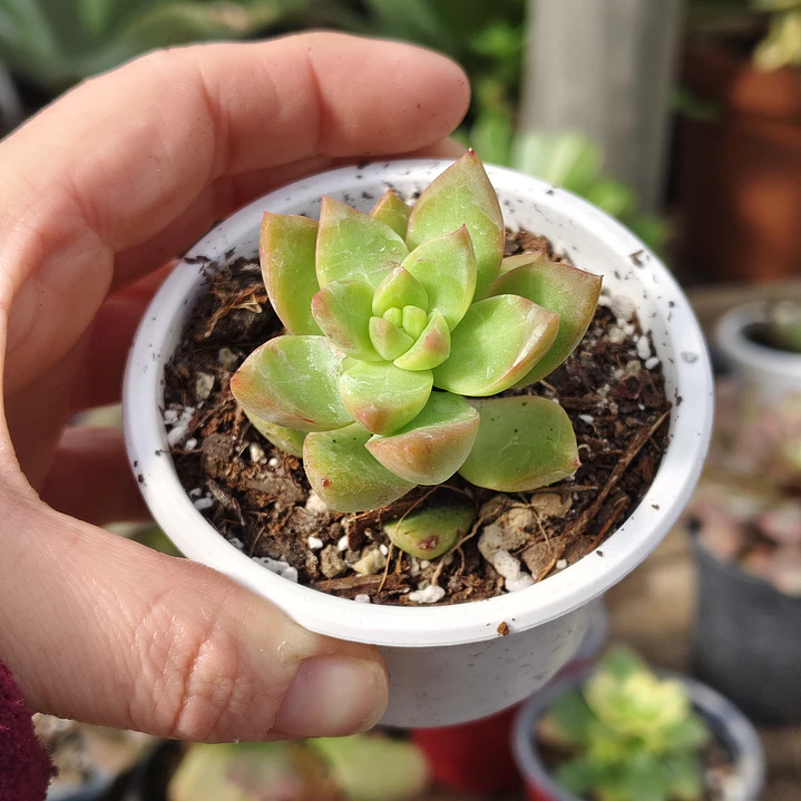 Sedum Adolphii Golden Glow 1