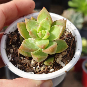 Sedum Adolphii Golden Glow