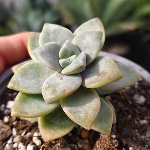 Graptoveria Victor Kane