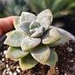 Graptoveria Victor Kane - Miniatura 2
