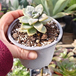 Graptoveria Victor Kane
