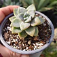 Graptoveria Victor Kane - Miniatura 3