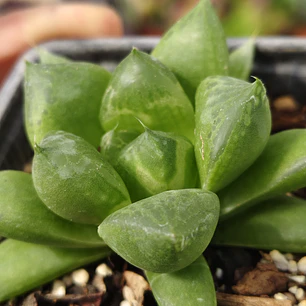 Haworthia Cymbiformis