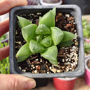 Haworthia Cymbiformis