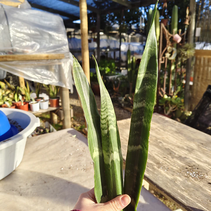 Sansevieria Black Coral 4