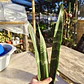 Sansevieria Black Coral - Miniatura 4
