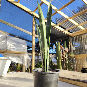 Sansevieria Black Coral