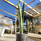 Sansevieria Black Coral - Miniatura 1