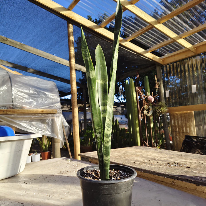Sansevieria Black Coral 3