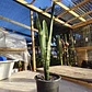Sansevieria Black Coral - Miniatura 3