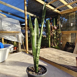 Sansevieria Black Coral