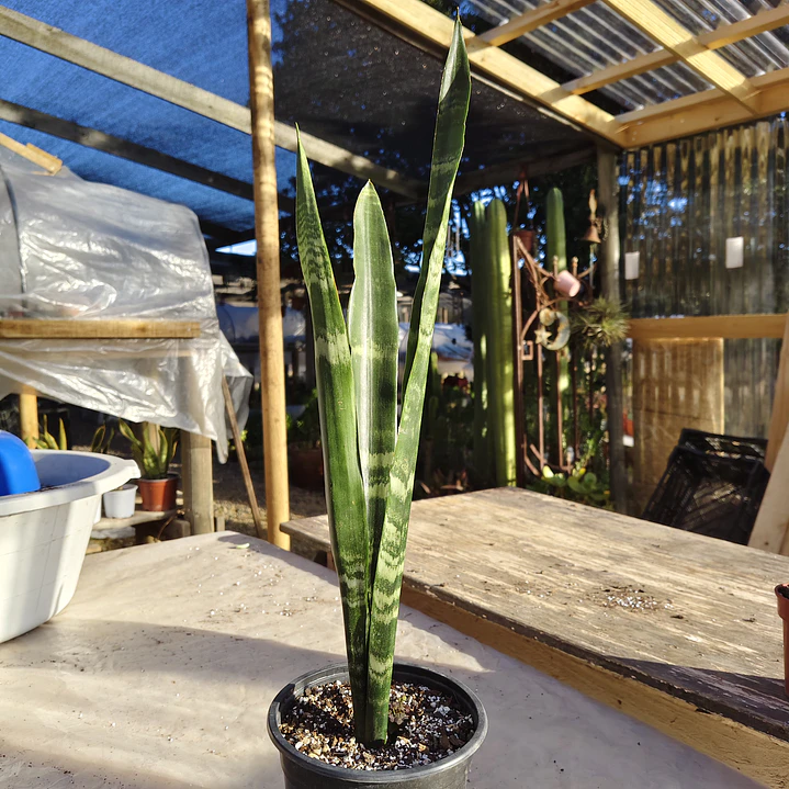 Sansevieria Black Coral 2