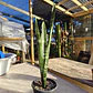 Sansevieria Black Coral - Miniatura 2