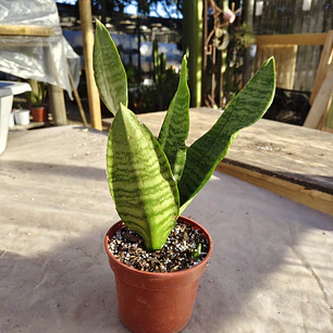 Sansevieria Robusta 
