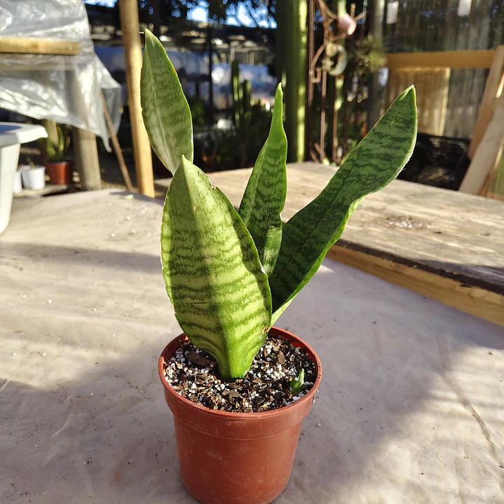 Sansevieria Robusta  2