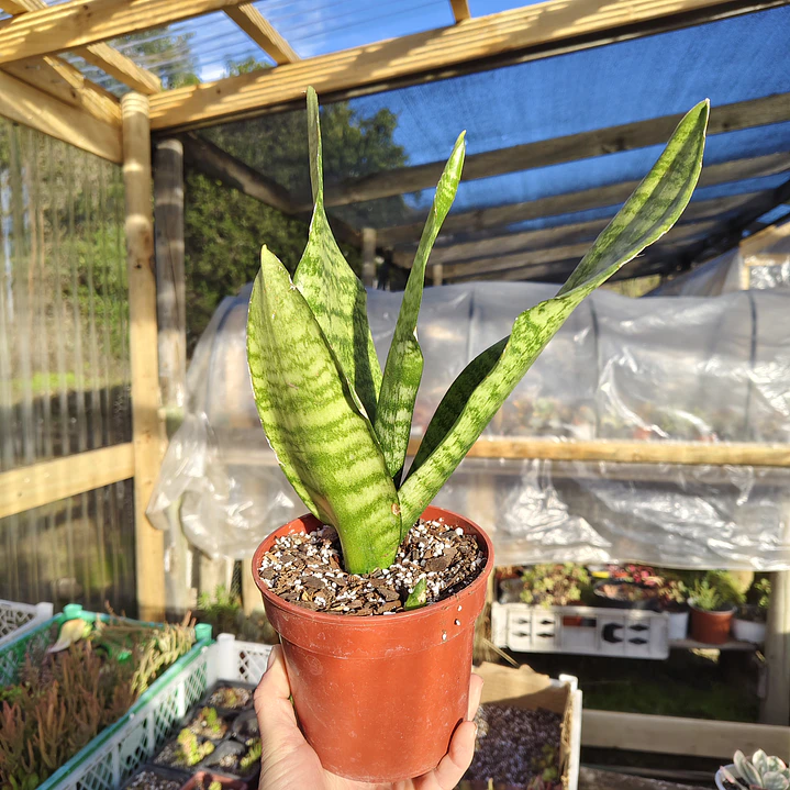 Sansevieria Robusta  3