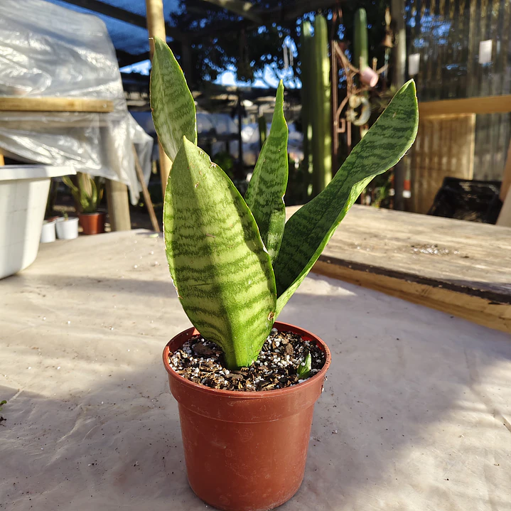 Sansevieria Robusta  6