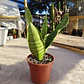 Sansevieria Robusta  - Miniatura 6