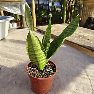 Sansevieria Robusta 