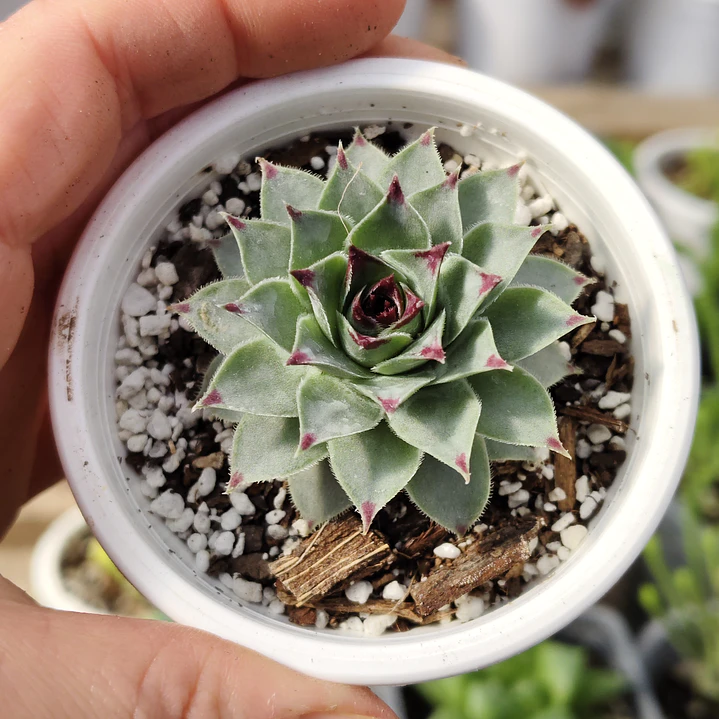 Sempervivum calcareum (Uña de señorita) 4