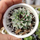 Sempervivum calcareum (Uña de señorita) - Miniatura 4