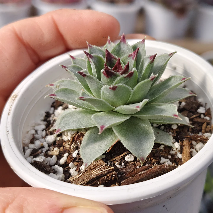 Sempervivum calcareum (Uña de señorita) 2