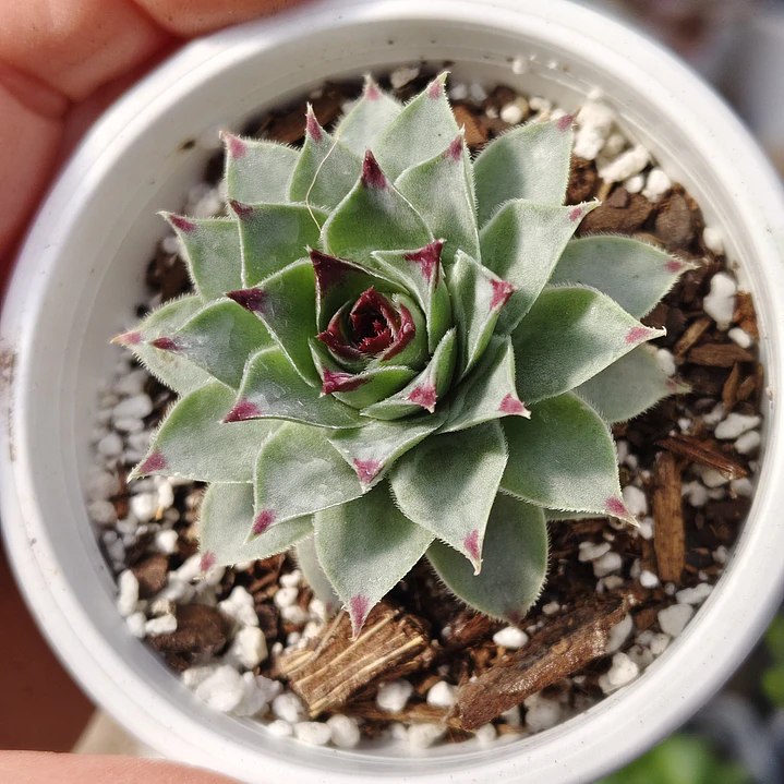 Sempervivum calcareum (Uña de señorita) 1