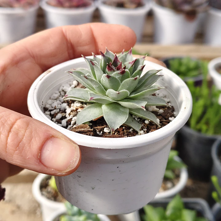 Sempervivum calcareum (Uña de señorita) 3