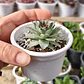 Sempervivum calcareum (Uña de señorita) - Miniatura 3